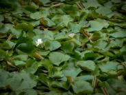 Water Lillies on Lake Estanoa